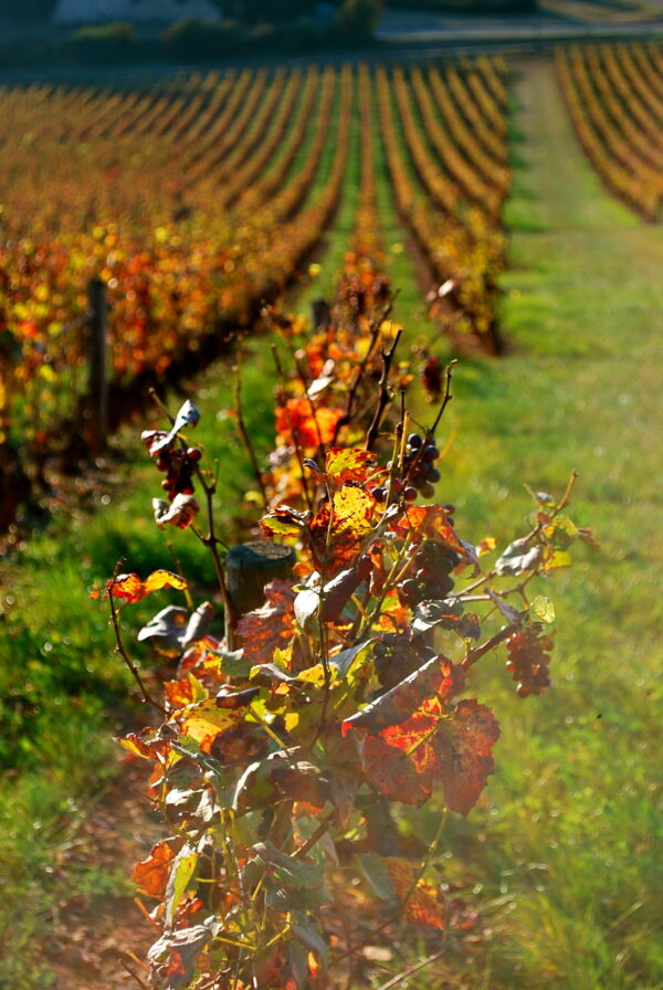 Vines in autumn colours
