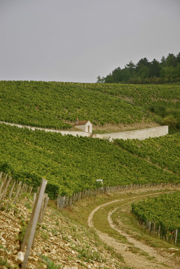 Chemin à travers les vignes vallonnées