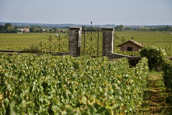 Vineyards and wine estate in Beaujolais