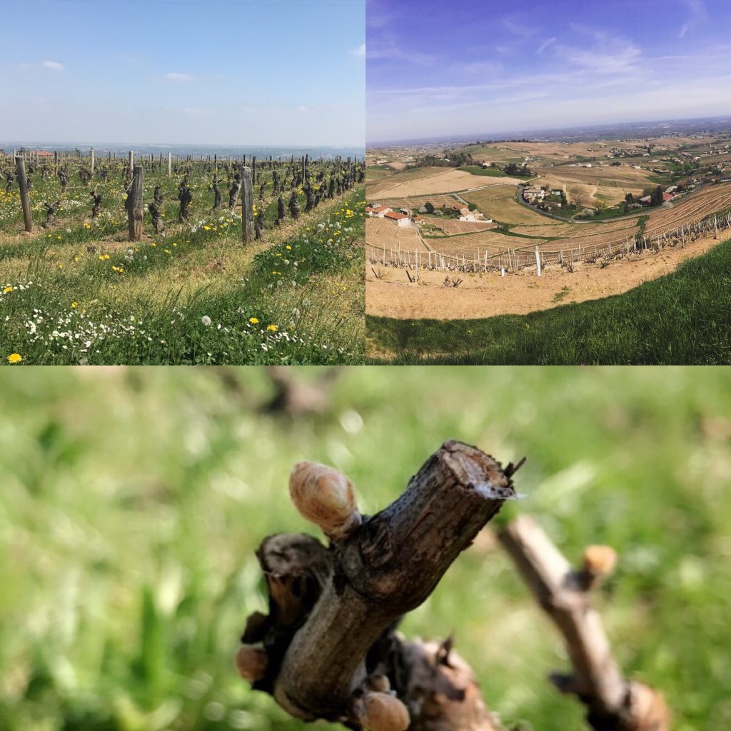 Wine Tour in Beaujolais