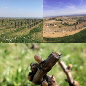 Circuit dans le vignoble