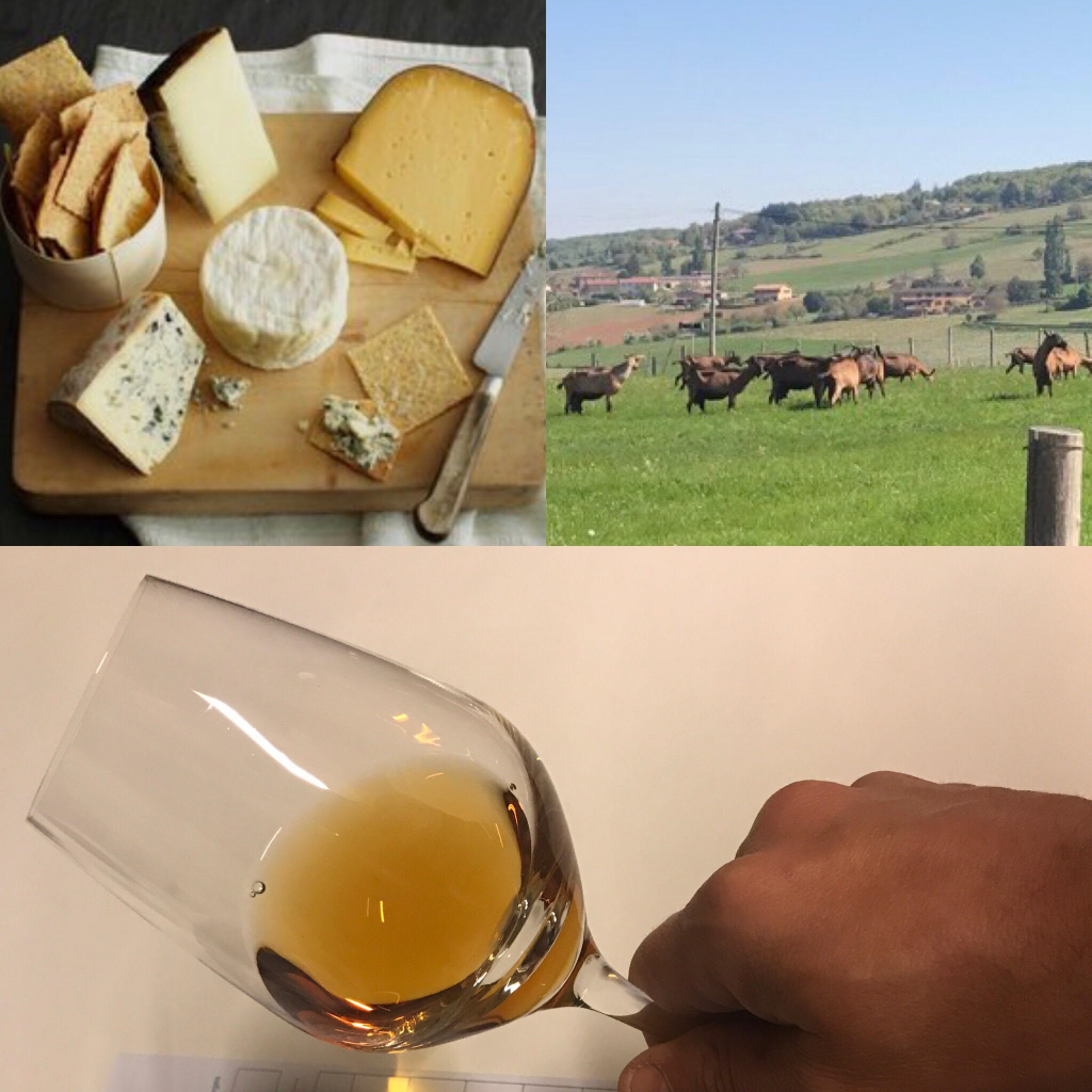 Dégustation vins et fromages